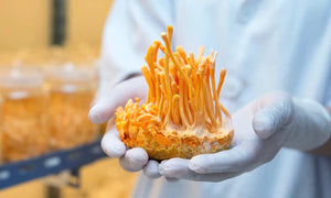 Cordyceps: Poderosa Fuente de Energía