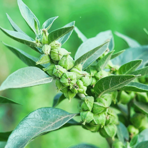 Ashwagandha