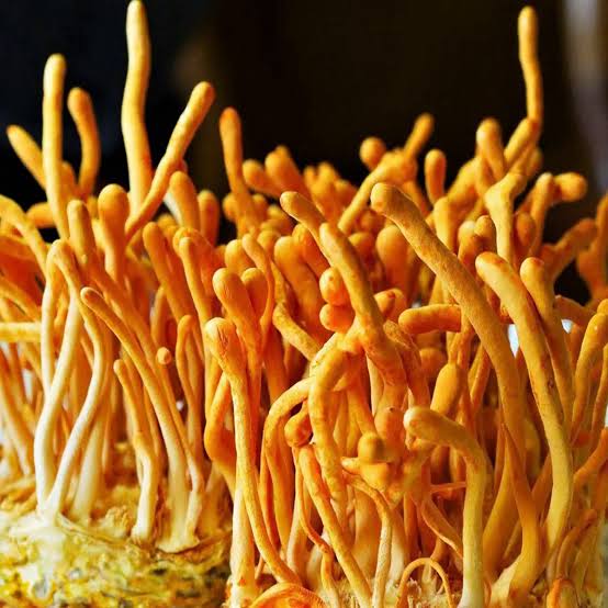 Cordyceps