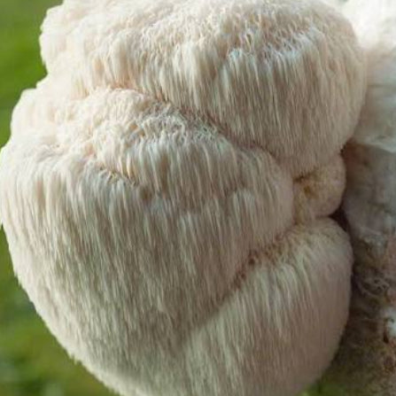 Lion's Mane
