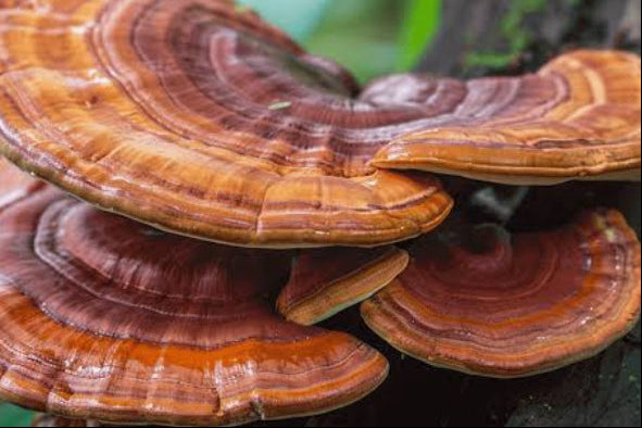 Reishi